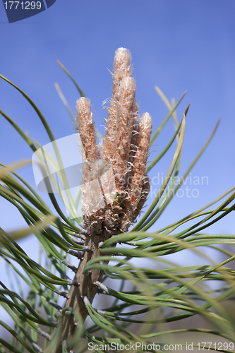 Image of Young shoots on a top of pine trees