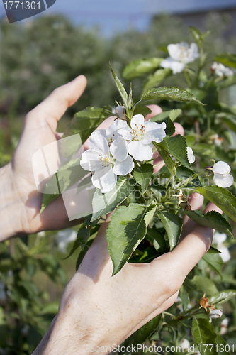 Image of Hands of the gardener and the flowers of apple trees