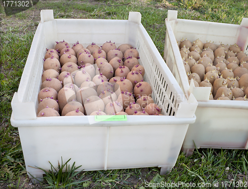 Image of Two boxes with of seed potatoes