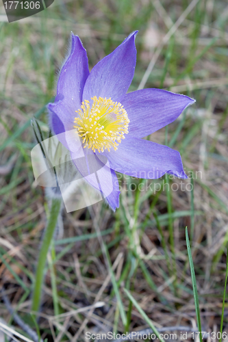 Image of Snowdrop bloom in spring