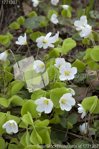 Image of White delicate forest flower