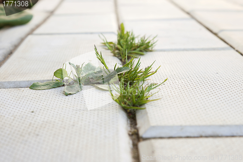 Image of Grass grows on concrete pavement