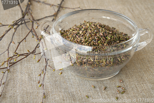 Image of Birch buds, collected in the spring 