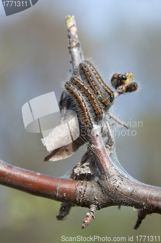 Image of Caterpillars of butterflies of urticaria