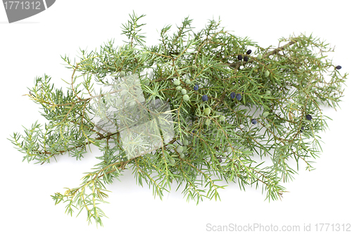 Image of Juniper twig and berries