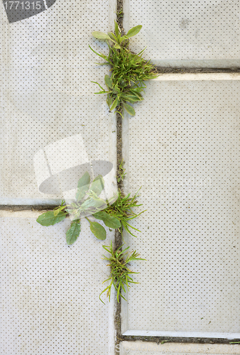 Image of \Grass grows on sidewalk