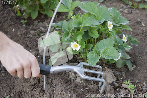 Image of Tool in the hand of a market gardener