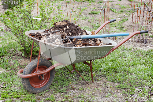 Image of Humus mixed with oak leaf in wheelbarrow