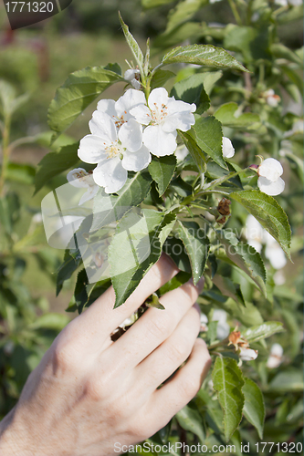 Image of Hand of the gardener and the flowers of apple trees