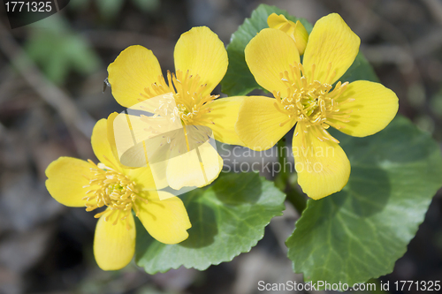 Image of Marsh marigold blossoms in April
