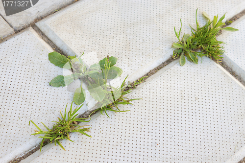 Image of Grass grows on the pavement