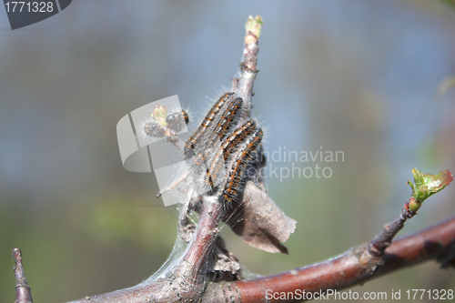 Image of Caterpillars of butterflies on a tree branch