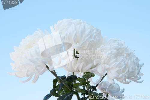 Image of White fluffy chrysanthemums