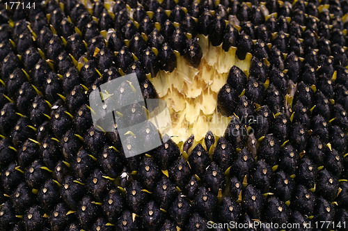 Image of Sunflower