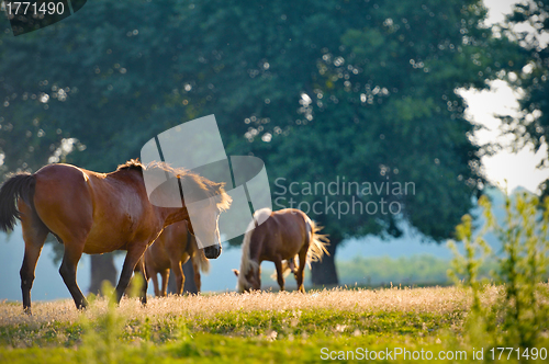 Image of A wild horse head profile portrait