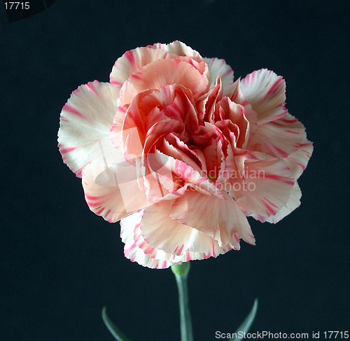 Image of Carnation