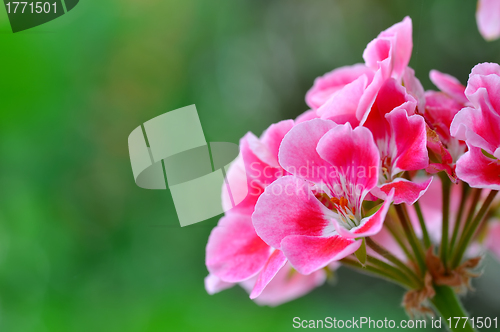 Image of Bright red flowers