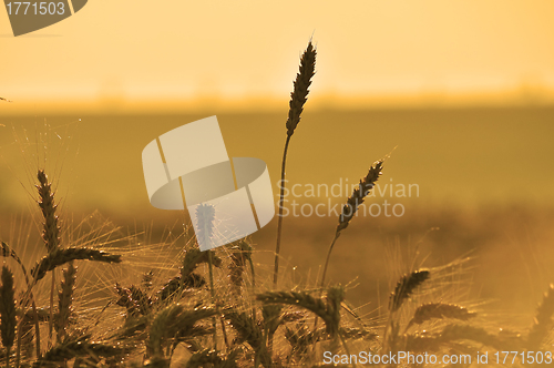 Image of Ripe wheat