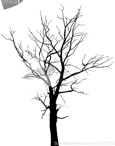 Image of Silhouette of dead tree without leaves