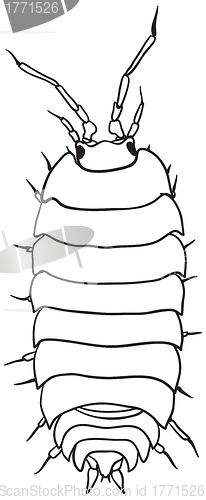 Image of Woodlouse - monochrome drawing