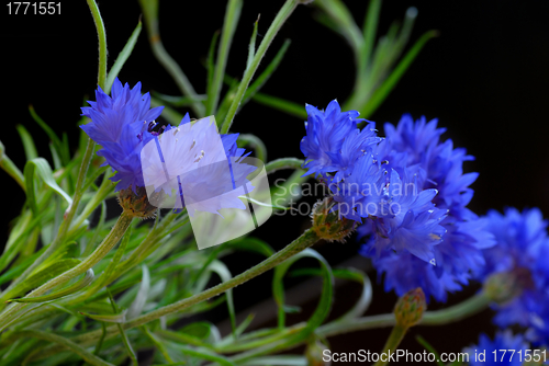 Image of Beautiful cornflowers