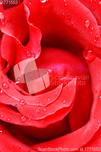 Image of Red rose petals