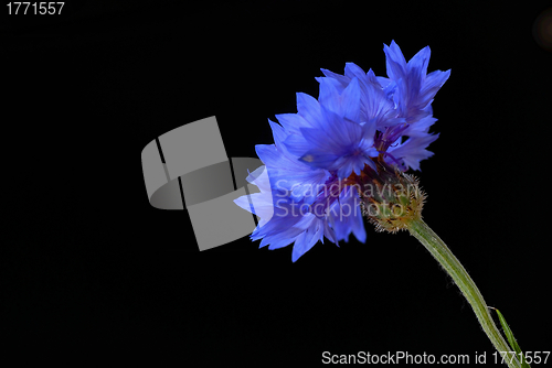 Image of Beautiful cornflower