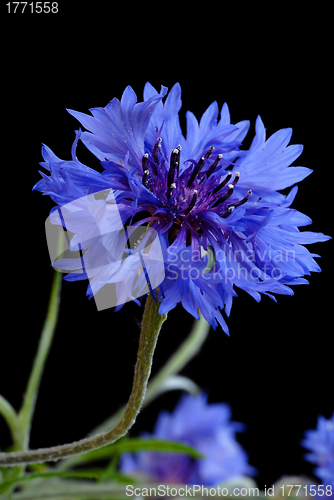 Image of Beautiful cornflower