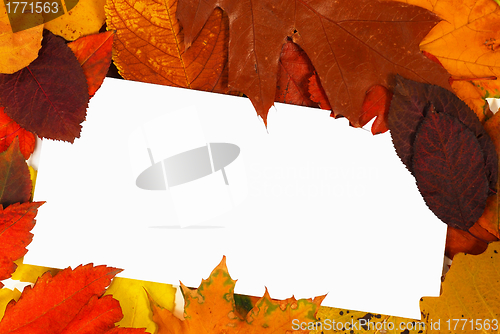 Image of Blank card in leaves