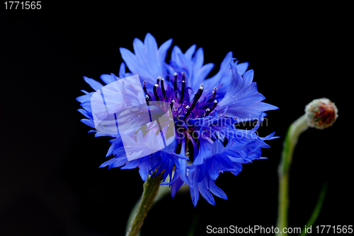 Image of Beautiful cornflower