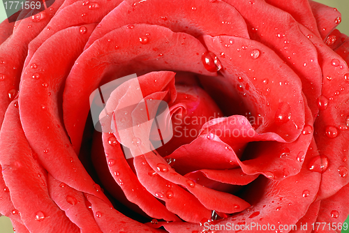 Image of Red rose petals