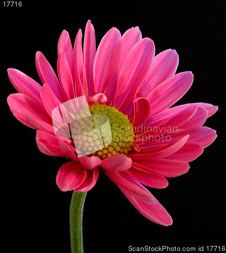 Image of Bold Daisy