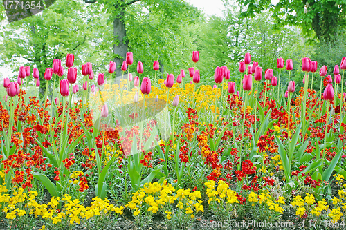 Image of A closeup of tulips, blooming in a garden. Colorful flowers 