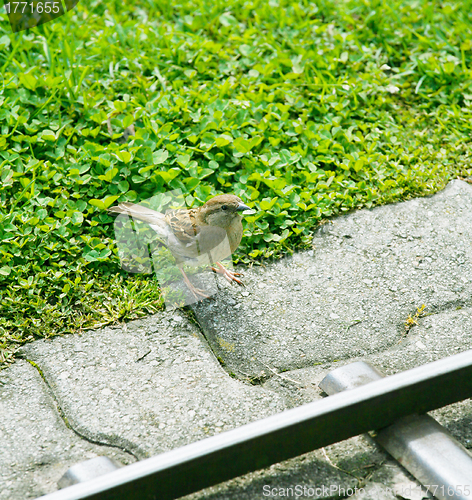 Image of A friendly song thrush feeding.