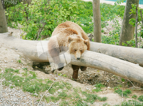 Image of Brown bear in bear park of Bern, Switzerland 