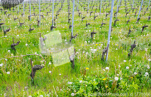 Image of Close view of vineyards