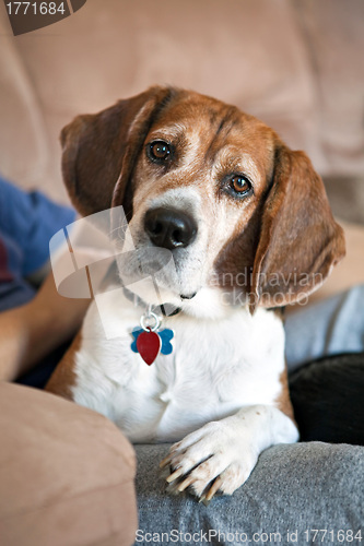Image of Beagle Dog on the Couch