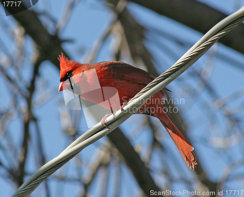 Image of Cardinal on a Wire