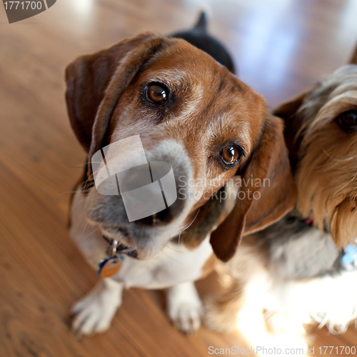 Image of Beagle Head Tilt