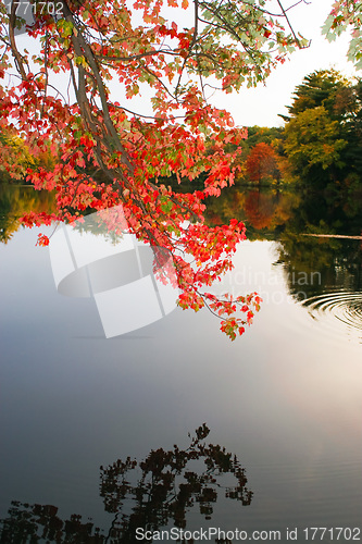 Image of Colorful Fall Foliage Over the Water