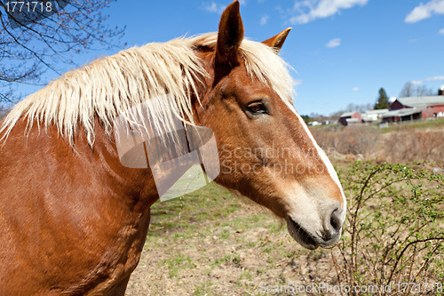 Image of Beautiful Brown Horse