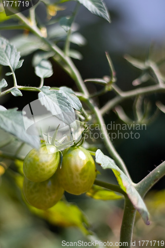 Image of Grape Tomatoes On the Vine