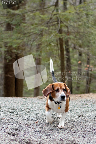 Image of Beagle Hunting Dog