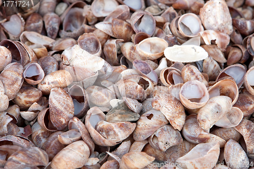 Image of Piled Sea Shells