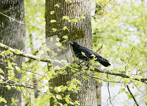 Image of A strutting Black Crow with a peanut. 