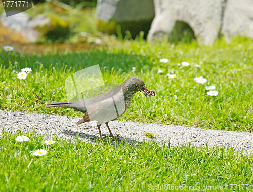 Image of Mother bird hunting for food for the young ones. Song Thrush cat