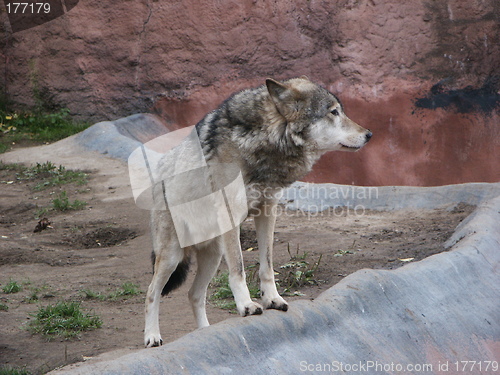 Image of wolf