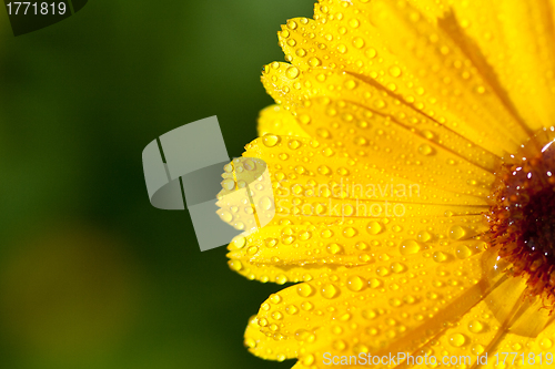 Image of yellow gerber petals 