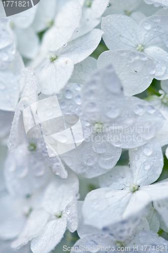 Image of white hydrangea