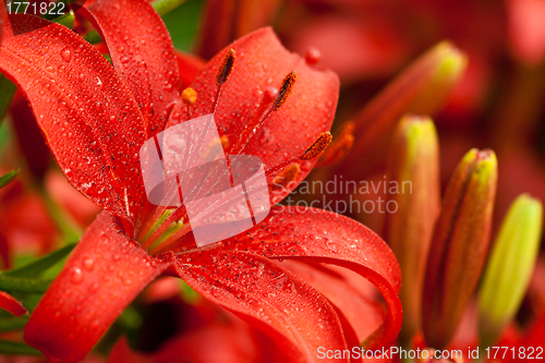 Image of red lilly flowers